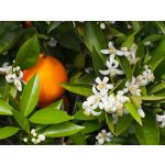 Narancsvirág Bázikus Masszázs- és Fürdőolaj 125 ml – narancsvirág illóolajjal, szőlőmagolajjal, sárgabarackmag-olajjal és mandulaolajjal - Berber Beauty