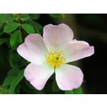 Vadcsipkerózsa virág – a Vadcsipkerózsavíz természetes alapanyaga - Berber Beautyadcsipkerózsavíz (Hidrolátum) vadcsipkebogyóval és rózsaszín virágokkal - Berber Beauty