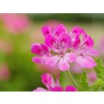 Geránium virágok – Pelargonium graveolens természetes virágvíz alapanyaga - Berber Beauty