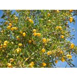 Argán Arcolaj 30 ml – 100% természetes argánolaj arcra, száraz és érett bőr ápolására - Berber Beauty